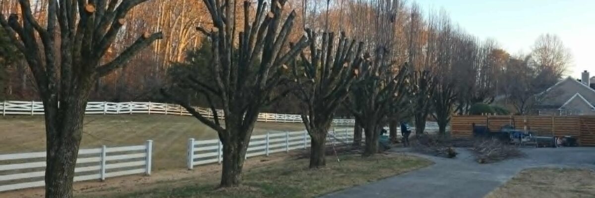 Whites Tree Services