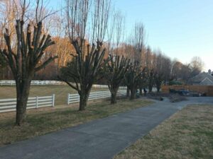 Whites Tree Services