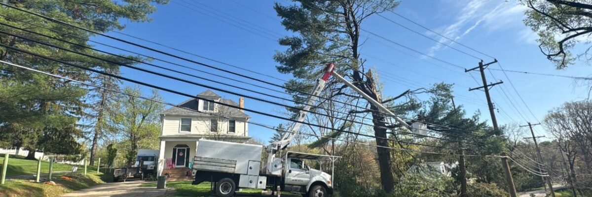 Solid Oak Tree Service