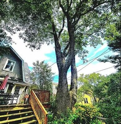 Crass Tree Experts
